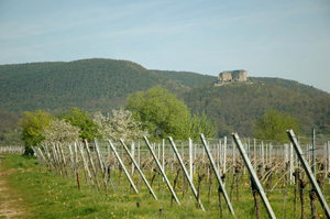 neustadt-weinstraße